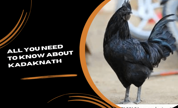 All You Need to Know About Kadaknath